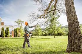 Best Stump Grinding and Removal  in South Euclid, OH