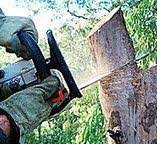 Best Utility Line Clearance  in South Euclid, OH