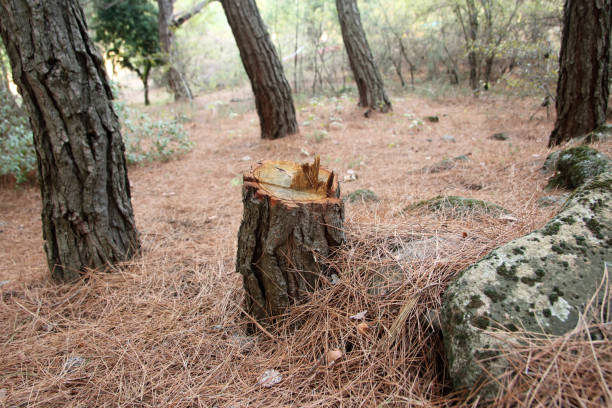 How Our Tree Care Process Works  in  South Euclid, OH