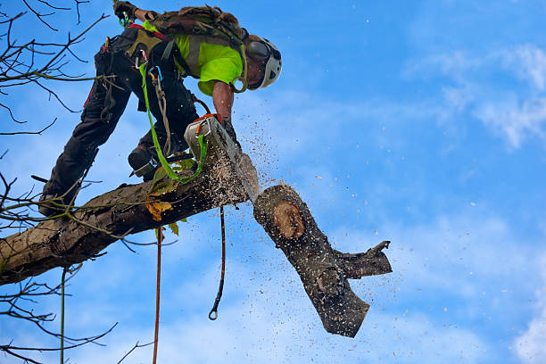 Best Tree Preservation Services  in South Euclid, OH
